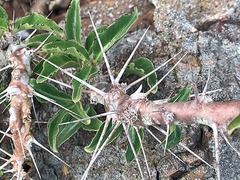 Pachypodium saundersii image