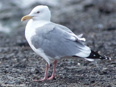 Larus argentatus mongolicus