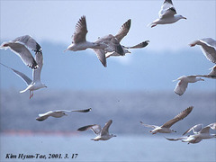 Larus argentatus mongolicus