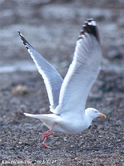 Larus argentatus mongolicus