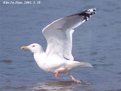 Larus argentatus mongolicus
