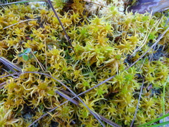Sphagnum contortum