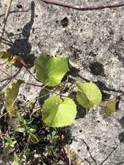 Vitis berlandieri