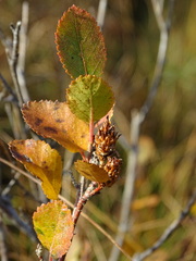 Betula humilis