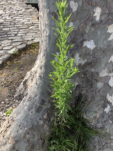 Erigeron sumatrensis image