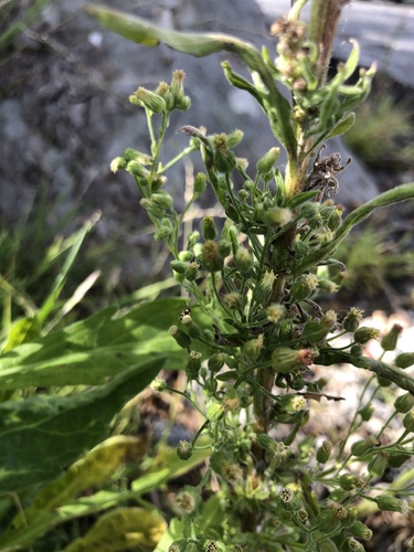 Erigeron sumatrensis image