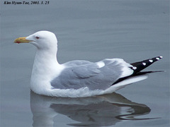 Larus argentatus mongolicus
