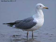 Larus fuscus heuglini