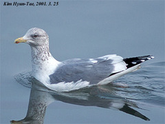 Larus argentatus vegae