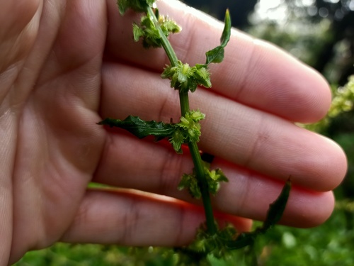 Rumex pulcher image