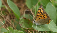 Lycaena phlaeas phlaeoides