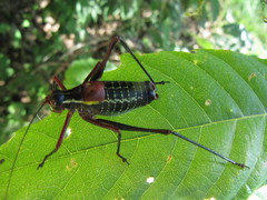 Barbitistes vicetinus