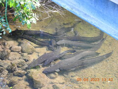 New Zealand Longfin Eel photo 3