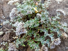 Polycarpaea latifolia image