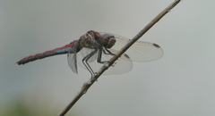 Sympetrum nigrifemur