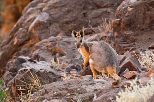 Yellow-footed Rock Wallaby