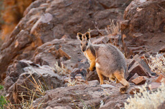 Yellow-Footed Rock-Wallaby photo 2