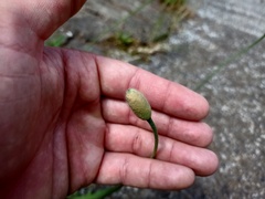 Papaver pinnatifidum image