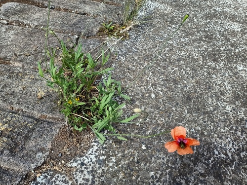 Papaver pinnatifidum image