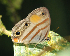 Cissia labe