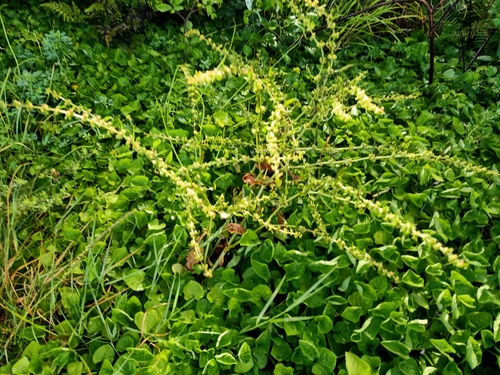 Rumex pulcher subsp. woodsii image