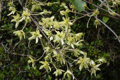 Clematis foetida
