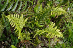 Asplenium appendiculatum appendiculatum