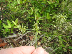 Cyperus floribundus
