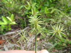 Cyperus floribundus
