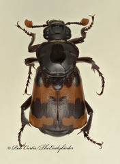 Nicrophorus marginatus