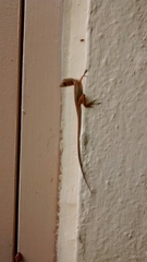 Anolis sagrei