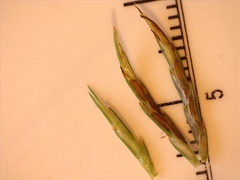 Cyperus floribundus
