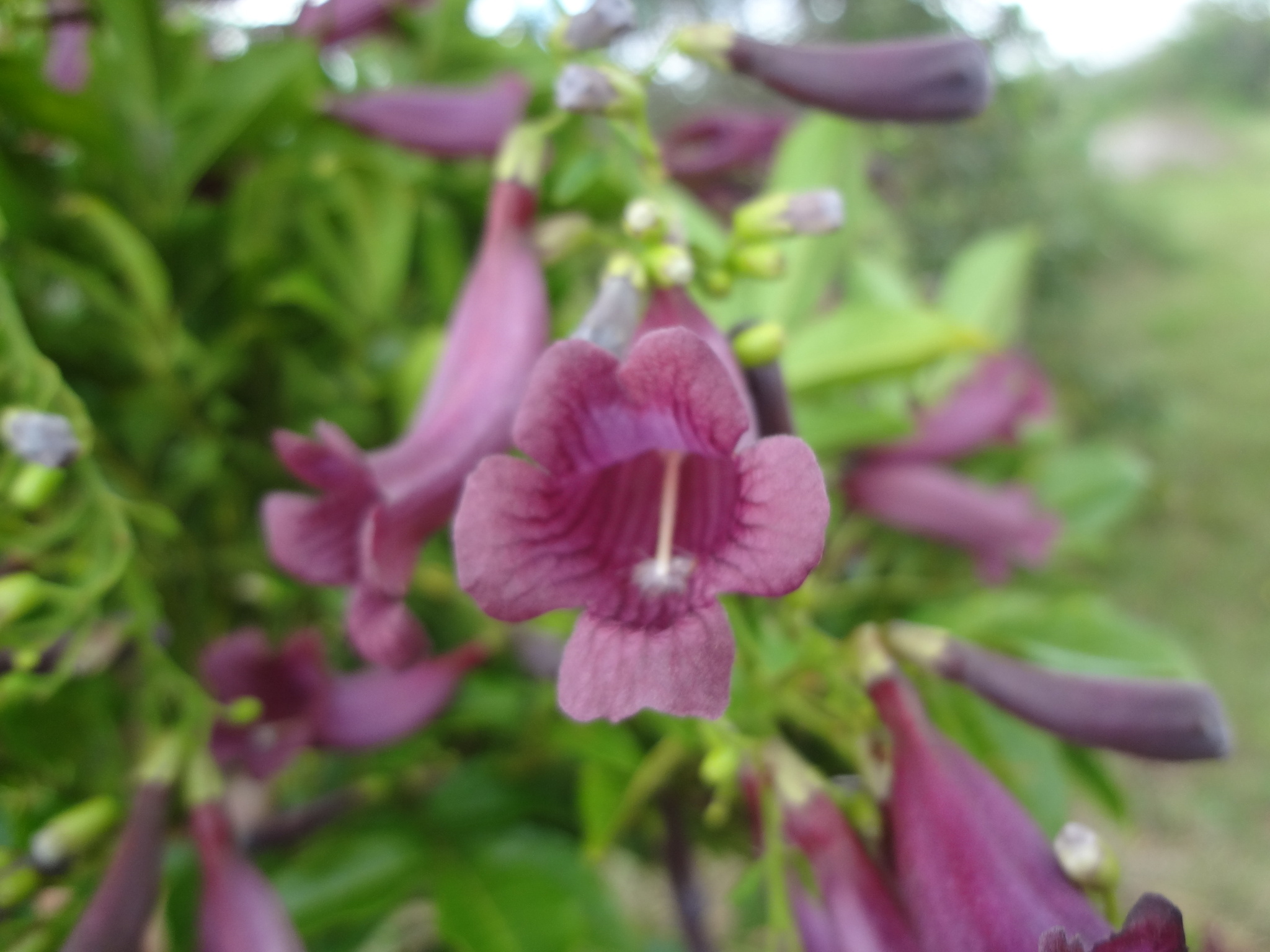 Jacaranda puberula