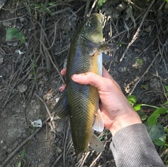 Catostomus occidentalis