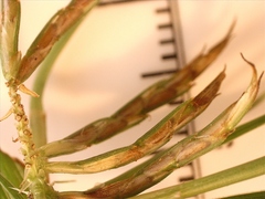 Cyperus floribundus