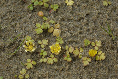 Ranunculus acaulis