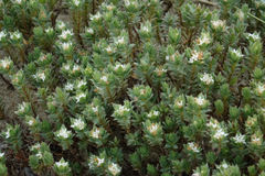 Pimelea lyallii
