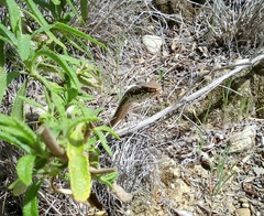 Masticophis lateralis lateralis