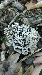 Thelephora anthocephala