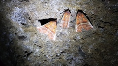 Scoliopteryx libatrix libatrix