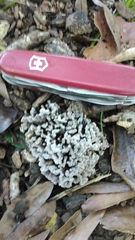 Thelephora anthocephala