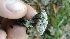 Thelephora anthocephala