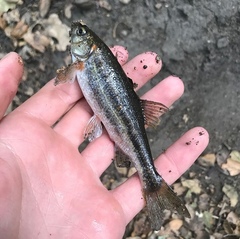 Hesperoleucus symmetricus