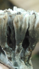 Thelephora anthocephala