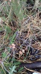 Antaxius florezi