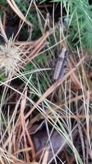 Antaxius florezi