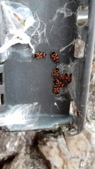 Horvathiolus superbus