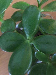 Crassula ovata