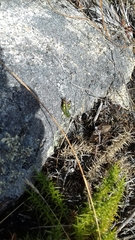 Chorthippus binotatus