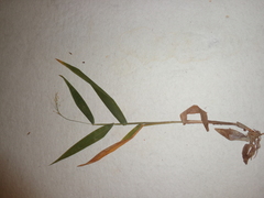 Dichanthelium polyanthes